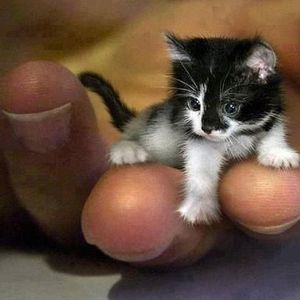 Meet your Posher, Darlene